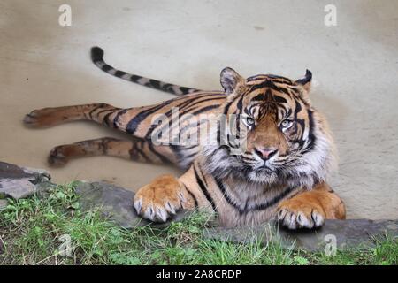 Le tigre mâle, Joao (Panthera tigris sumatrae) Banque D'Images