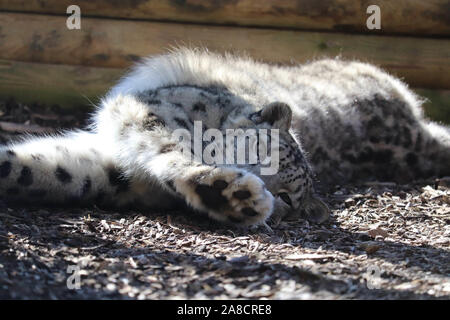 Femme Snow Leopard, Taïga (Panthera uncia) Banque D'Images