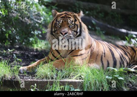 Le tigre mâle, Joao (Panthera tigris sumatrae) Banque D'Images