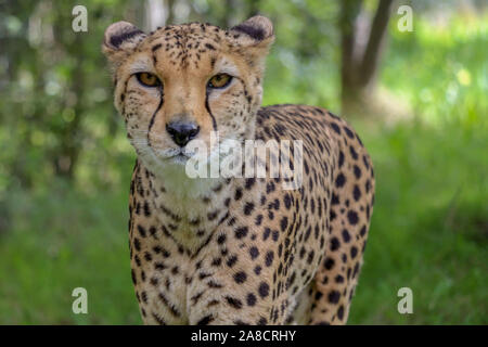 Guépard mâle, Burba (Acinonyx jubatus) Banque D'Images
