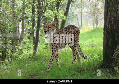 Guépard mâle, Singa (Acinonyx jubatus) Banque D'Images