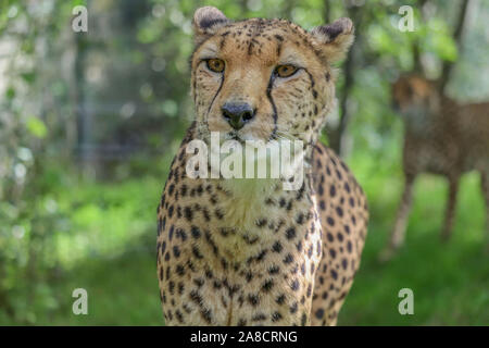 Guépard mâle, Singa (Acinonyx jubatus) Banque D'Images