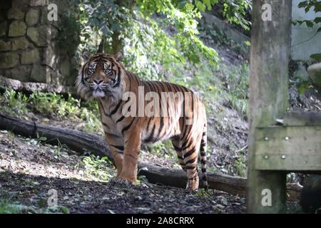 Le tigre mâle, Joao (Panthera tigris sumatrae) Banque D'Images