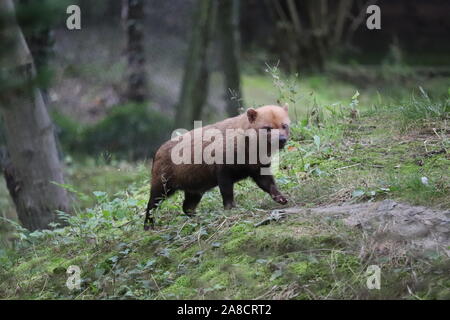 Les buissons (Speothos venaticus) Banque D'Images