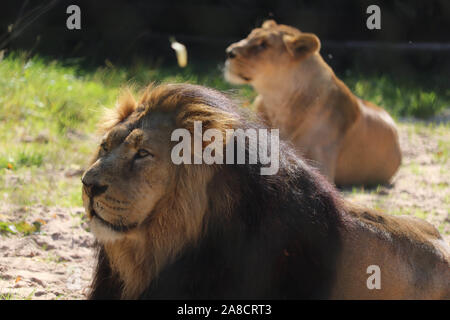 Male Asiatic Lion, Iblis avec femme Asiatic Lion, Kiburi (Panthera leo persica) Banque D'Images