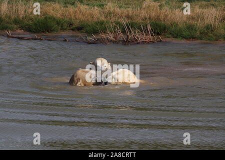 Les ours polaires mâles, Nobby, Nissan & Pixel (Ursus maritimus) Banque D'Images