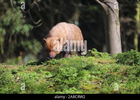 Les buissons (Speothos venaticus) Banque D'Images