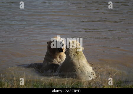 Les ours polaires mâles, Nobby & Nissan jouant (Ursus maritimus) Banque D'Images