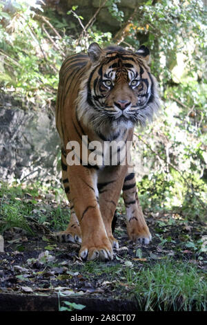 Le tigre mâle, Joao (Panthera tigris sumatrae) Banque D'Images