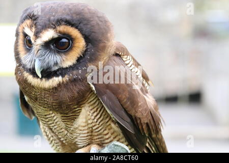 Bois asiatique de sexe masculin, Owl Strix leptogrammica (Buzz) Banque D'Images