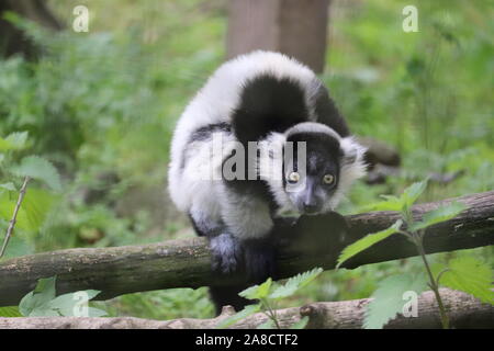 Jeune femme en noir & blanc la gélinotte, Pandora Lemur (Le Varecia variegata) Banque D'Images