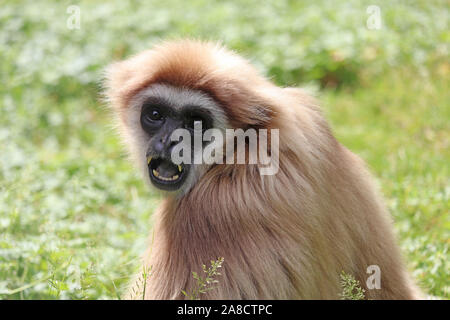 Les gibbons, Penny (Hylobates lar) Banque D'Images