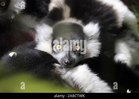 Jeune femme en noir & blanc la gélinotte, Pandora Lemur (Le Varecia variegata) Banque D'Images