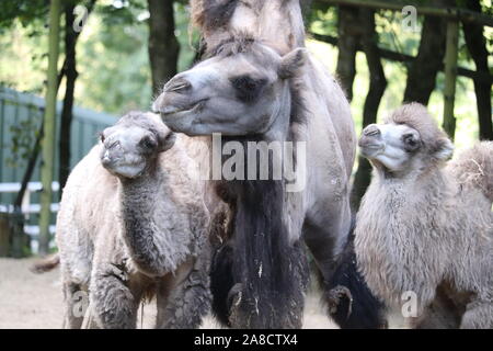 Femme Chameau de Bactriane, Jimandi avec des veaux, Oakley & Delilah (Camelus bactrianus) Banque D'Images