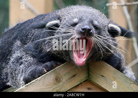 Binturong mâle, Elliot (Arctictis binturong) Banque D'Images