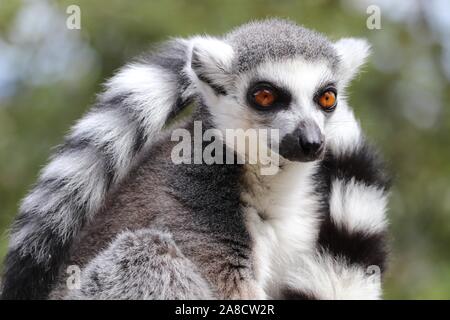Homme Ring-Tailed Lemur (Lemur catta) Banque D'Images