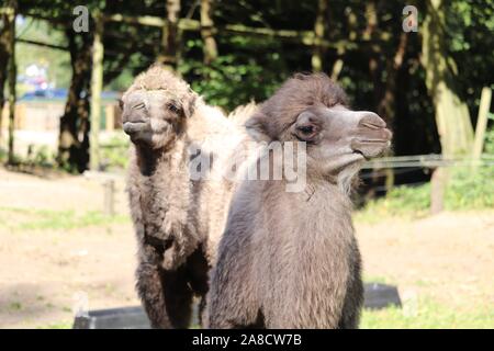 Chameau de Bactriane veaux, Delilah & Oakley (Camelus bactrianus) Banque D'Images