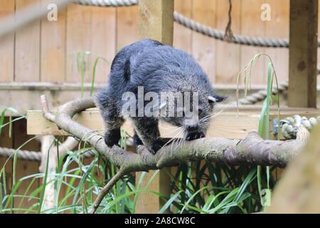 Femme Binturong, Ellie (Arctictis binturong) Banque D'Images