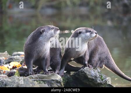 Bref, les loutres asiatiques Keyah & Buddy (Amblonyx cinerea) Banque D'Images