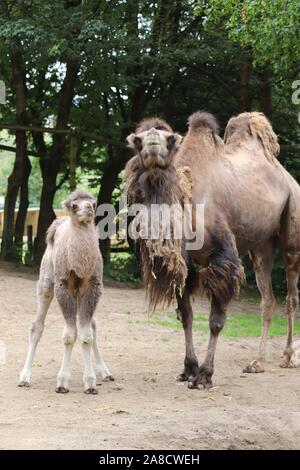 Femme Chameau de Bactriane, Jimandi avec son veau mâle, Oakley (Camelus bactrianus) Banque D'Images