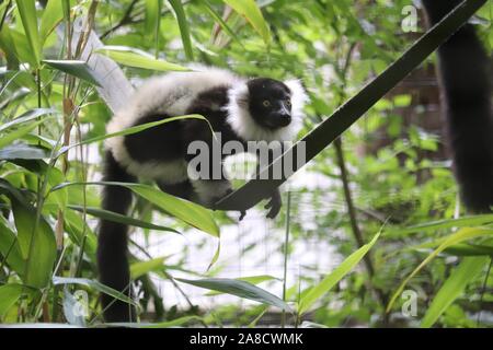 Jeune femme en noir & blanc la gélinotte, Primrose Lemur (Le Varecia variegata) Banque D'Images