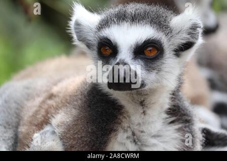 Femme Ring-Tailed Lemur (Lemur catta) Banque D'Images