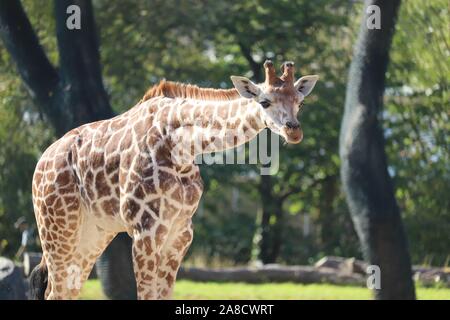 La girafe Rothschild mâle, Mburo (Giraffa camelopardalis rothschildi) Banque D'Images