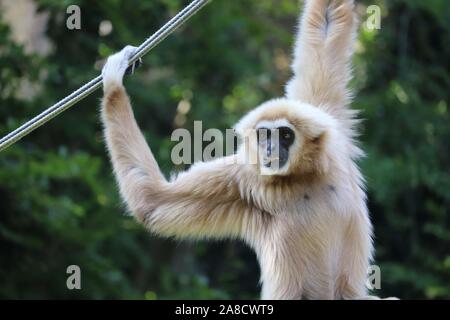 Gibbons, mâle (Hylobates lar) Huggy Banque D'Images