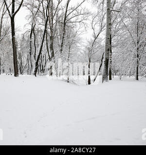 Des traces sur la neige blanche qui mènent à une sombre forêt couverte de neige Banque D'Images