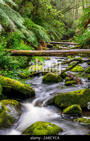 Erskine rivière traverse le parc national Great Otway à Victoria, en Australie. Banque D'Images