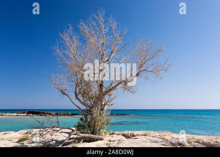 Elafonisi, Chania, Crète, Grèce. Arbre solitaire sur l'éperon rocheux au-dessus des eaux turquoise claires de la baie de Vroulia. Banque D'Images