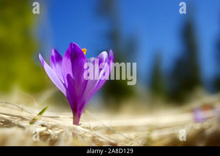 Les premières fleurs - Crocus. Blossom, dès que la neige descend. La photo est faite dans les montagnes des Carpates, l'Ukraine. Au printemps. Banque D'Images