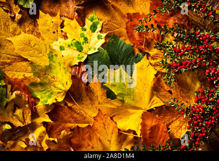 La teinte jaune d'or et d'érable sycomore et d'autres espèces de l'acers carpet le plancher de la forêt de feuillus autour de l'Europe à l'automne. Banque D'Images