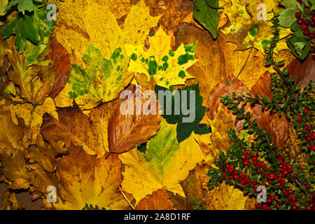 La teinte jaune d'or et d'érable sycomore et d'autres espèces de l'acers carpet le plancher de la forêt de feuillus autour de l'Europe à l'automne. Banque D'Images