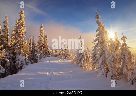 Paysage d'hiver avec une forêt de pins dans une vallée de montagne. Les rayons chauds du soleil couchant sur la neige froide Banque D'Images