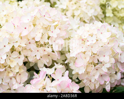 De nombreuses petites fleurs blanches de l'hortensia à bourgeons rose Banque D'Images