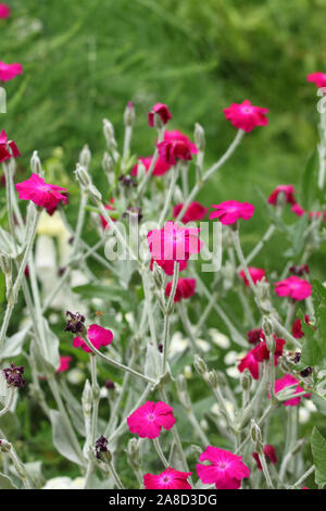 Pink rose campion Silene coronaria (fleurs )de plus en jardin Banque D'Images