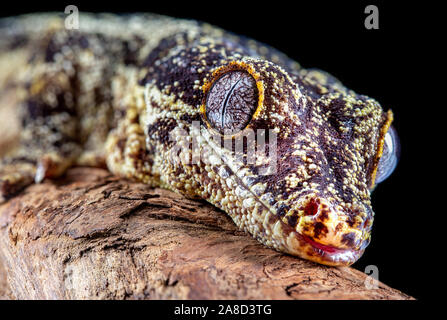 Gecko gargouille de la tête et des yeux Gros plan sur l'écorce des arbres Banque D'Images