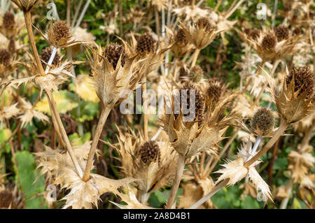 Gros plan de la tête de semis séchée de l'usine d'eryngium en automne Angleterre Royaume-Uni Grande-Bretagne Banque D'Images
