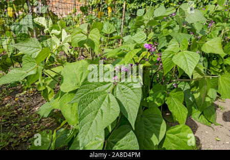 Fleurs violettes floraison sur haricots de haricots de coureur plantes cultivant dans le jardin potager en été Angleterre Royaume-Uni GB Grande-Bretagne Banque D'Images