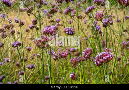 Verbena bonariensis fleurs violettes fleuries dans une bordure herbacée dans un jardin d'été de chalet Angleterre Royaume-Uni Grande-Bretagne Banque D'Images