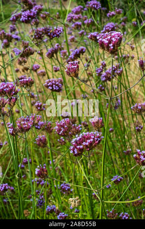 Verbena bonariensis fleurs violettes fleuries dans une bordure herbacée dans un jardin d'été de chalet Angleterre Royaume-Uni Grande-Bretagne Banque D'Images