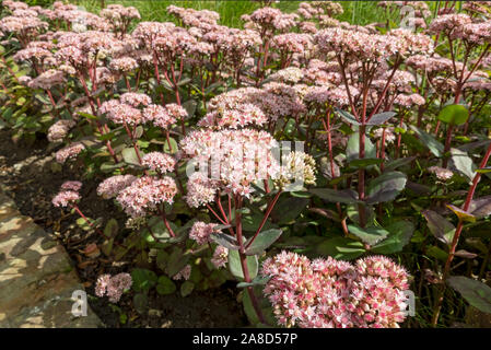 Gros plan de Pink sedum fleurs de Matrona fleurs fleuries en été Angleterre Royaume-Uni Grande-Bretagne Banque D'Images