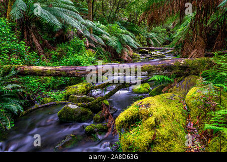 Erskine rivière traverse le parc national Great Otway à Victoria, en Australie. Banque D'Images