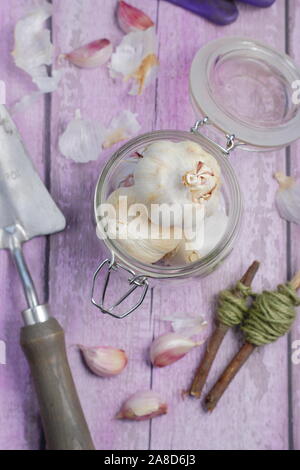 L'allium sativum 'Lautrec Wight'. Des ampoules de l'ail à col rigide 'Lautrec Wight' prêtes à semer en automne. UK Banque D'Images