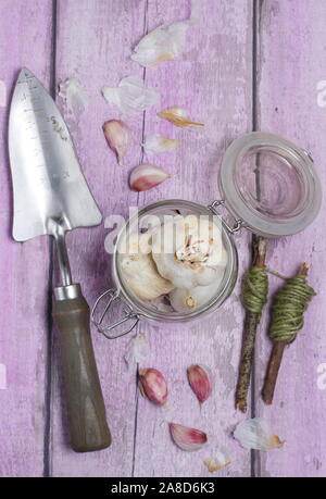 L'allium sativum 'Lautrec Wight'. Des ampoules de l'ail à col rigide 'Lautrec Wight' prêtes à semer en automne. UK Banque D'Images