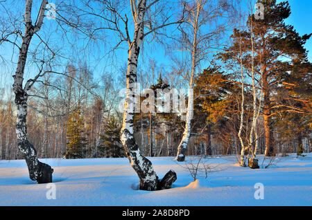 Paysage d'hiver - Coucher de soleil dans la forêt de bouleaux. La lumière du soleil d'or entre les troncs blancs des bouleaux et des pins. couronnes vert Blue Shadow on the white s Banque D'Images