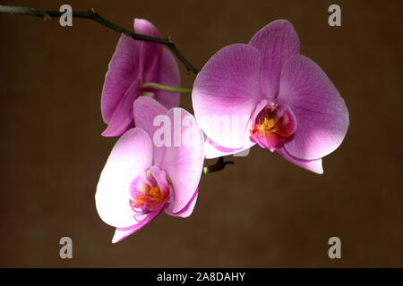 Une orchidée rose en fleur, Doritaenopsis Dorado Banque D'Images