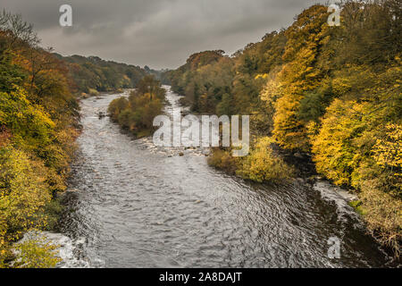 Un bref intervalle lumineux s'allume les couleurs couleurs d'automne sur la Rivière Tees banques, à la recherche en amont du pont de Teesdale, Winston Banque D'Images