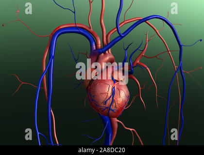 Modèle Coeur, chemin complet inclus, coeur de l'homme pour l'étude médicale, les droits de l'anatomie cardiaque Banque D'Images